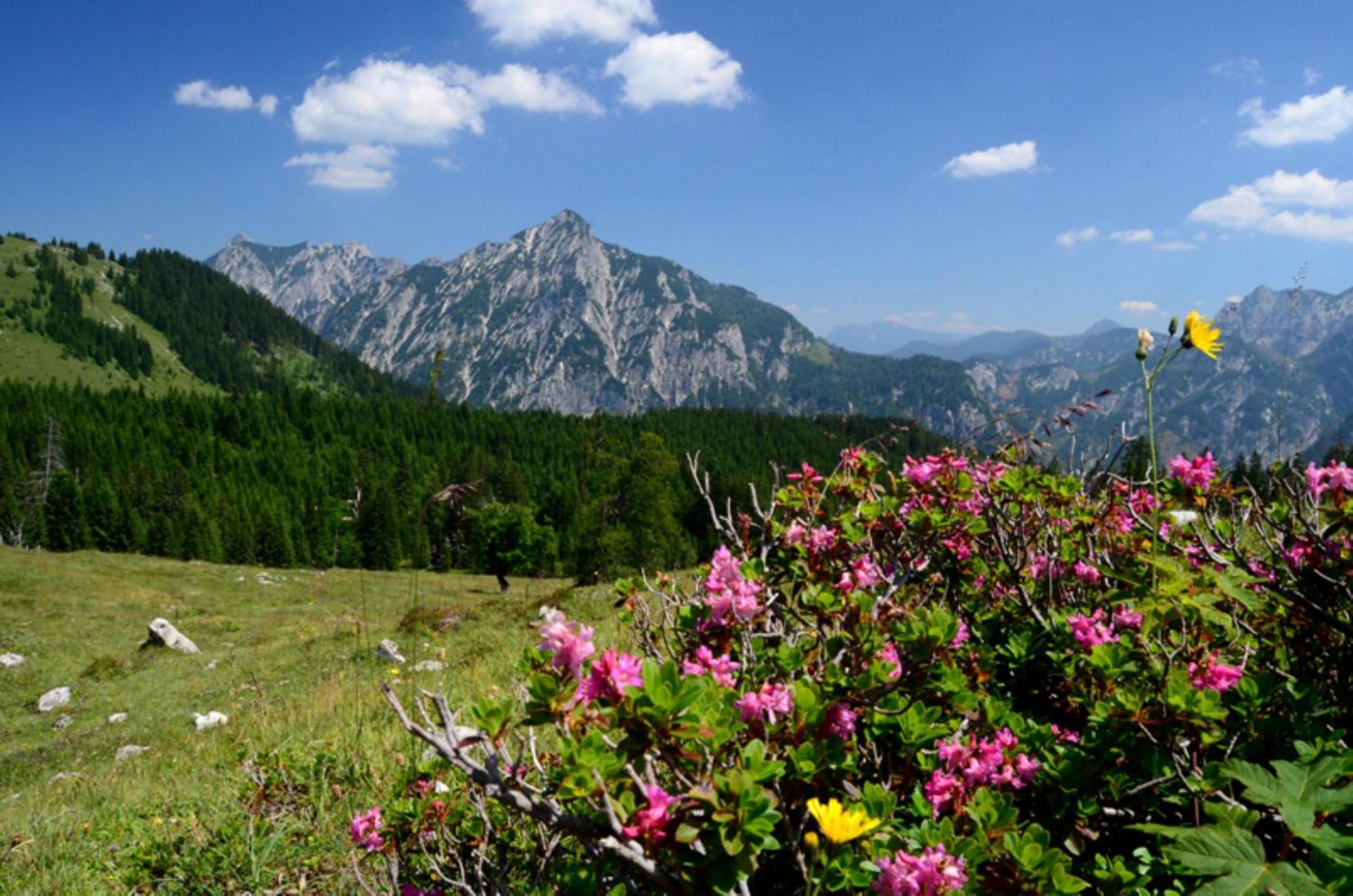 Alpenapartments Unterschlag Annaberg im Lammertal Ngoại thất bức ảnh